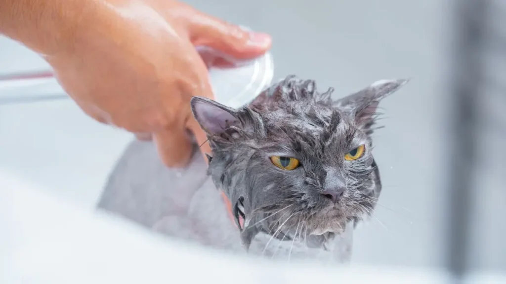 banho em casa gato