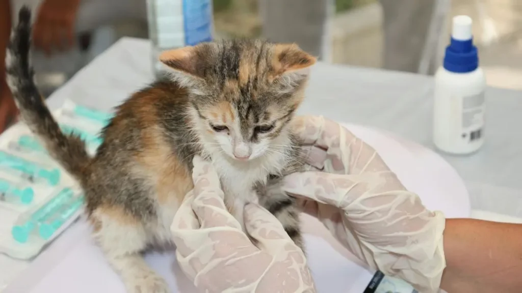 Esporotricose em gatos: sintomas, transmissão e tratamento 2 esporotricose felina