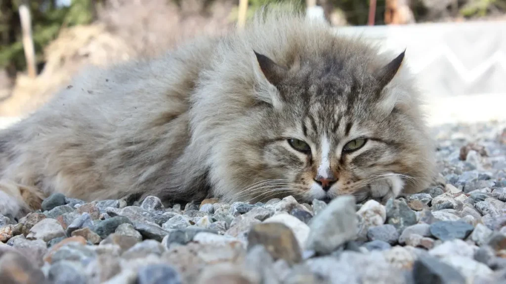 Gato que Não Come: Entenda a Inapetência Felina 2 gato que nao come inapetencia 2