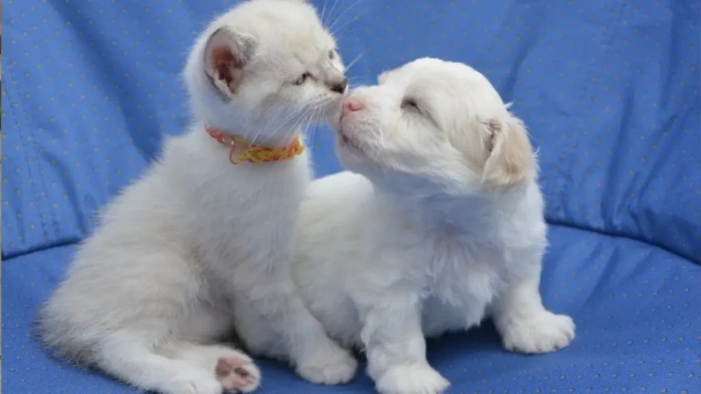 Nomes para cachorro e gato: 200 ideias para escolher o ideal 2 nomes para cao e gato