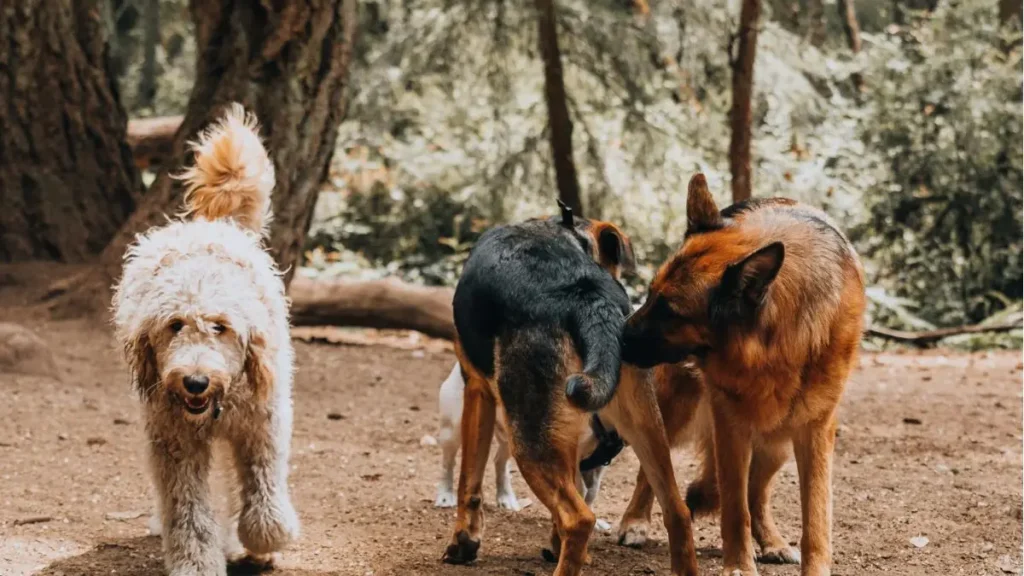 por que cachorro cheira o rabo de outro