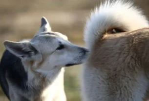 por que cachorro cheira o rabo de outro cachorro