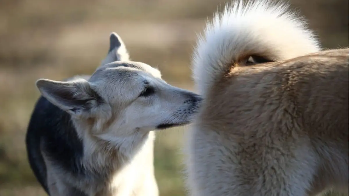 por que cachorro cheira o rabo de outro cachorro