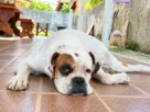 Boxer