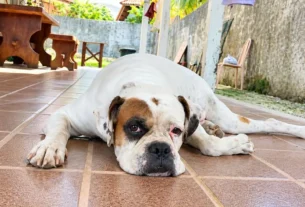 Boxer