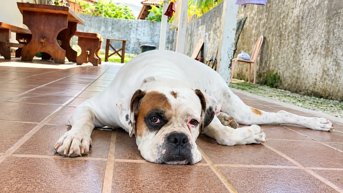 Boxer: Personalidade, Cuidados e Saúde que Todo Tutor Deve Conhecer 1 Boxer