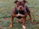 Cachorro Pitbull