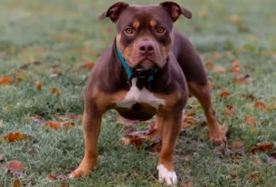 Cachorro Pitbull