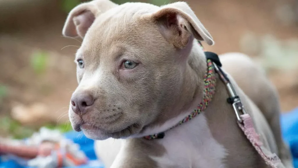 Cachorro Pitbull raca