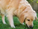 Cachorro ou Gato Comendo Grama