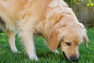 Cachorro ou Gato Comendo Grama
