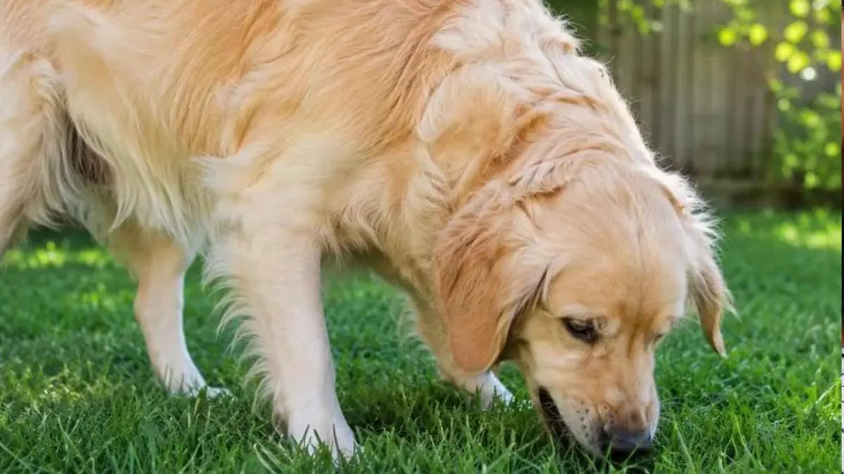 Cachorro ou Gato Comendo Grama