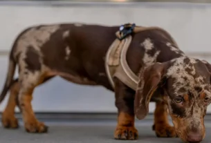 Cachorro salsicha