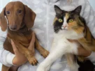 Calculadora de idade do pet