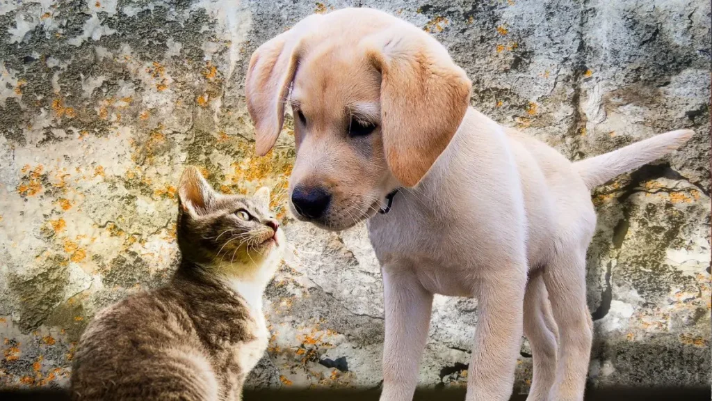 Câncer em cães e gatos: sinais, diagnóstico e tratamento 2 Cancer em caes e felinos