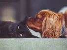 Câncer em cães e gatos