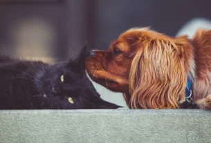 Câncer em cães e gatos