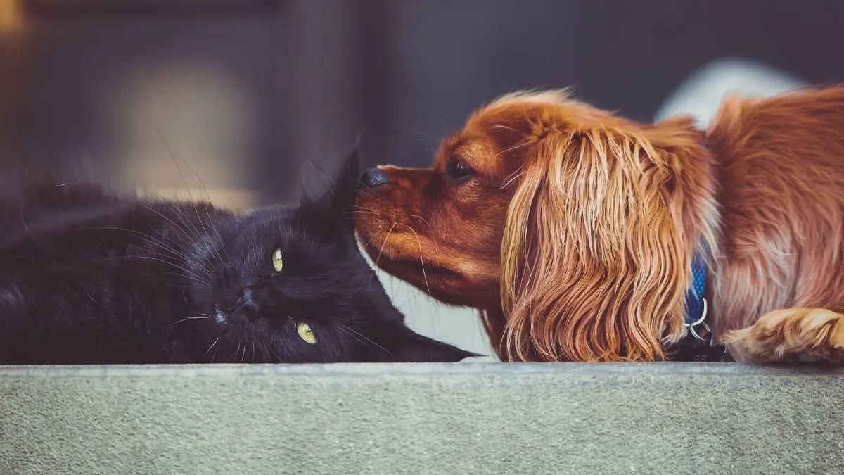 Câncer em cães e gatos: sinais, diagnóstico e tratamento 1 Câncer em cães e gatos