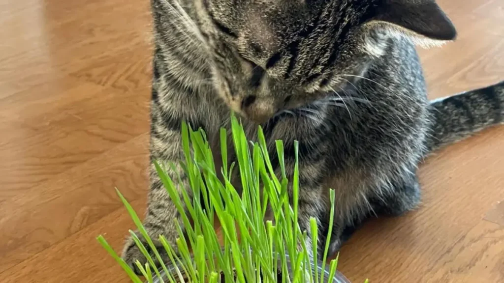 Cao ou Gato Comendo Grama