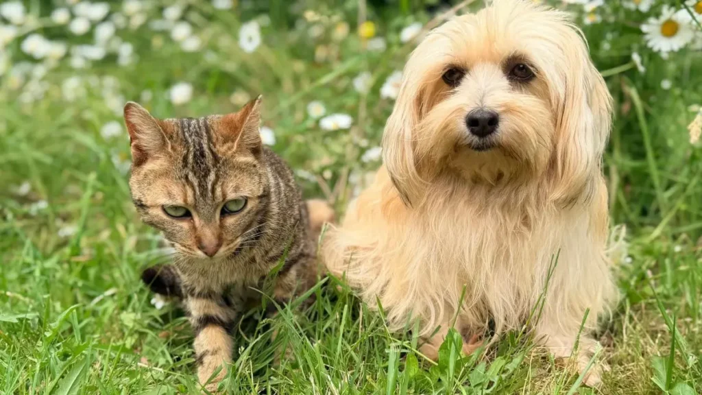Cio em cadelas e gatas: sintomas, duração e cuidados 2 Cio canino e felino