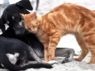 Cio em cadelas e gatas