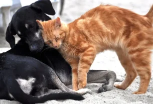 Cio em cadelas e gatas