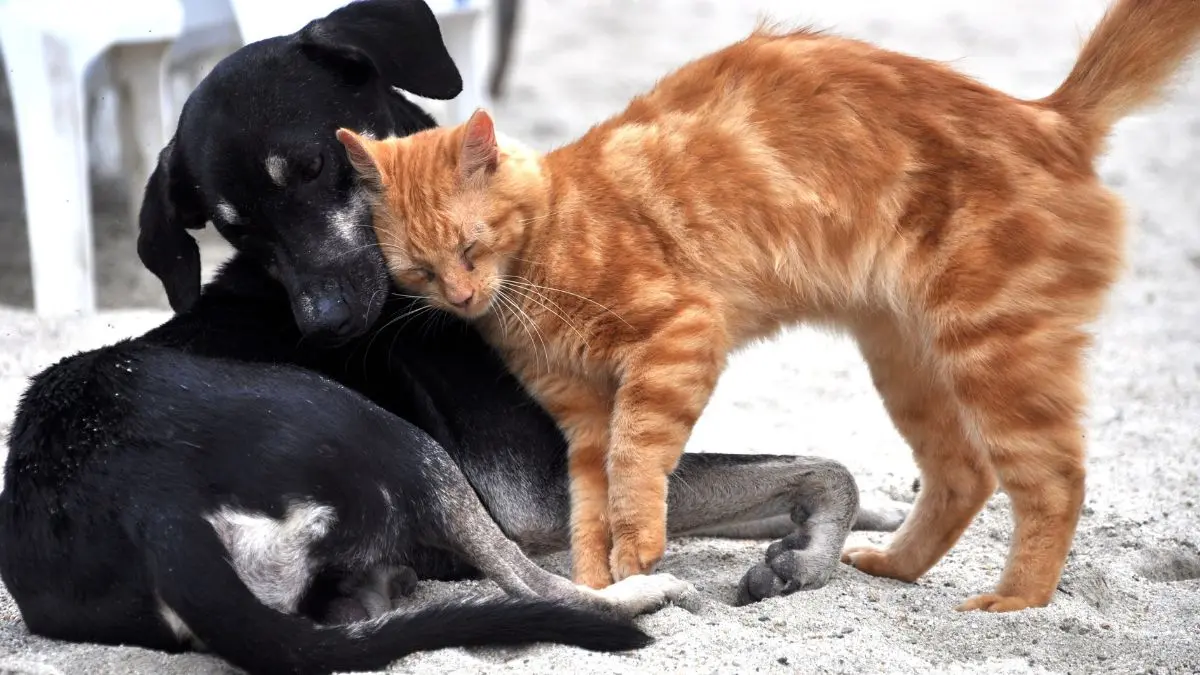 Cio em cadelas e gatas