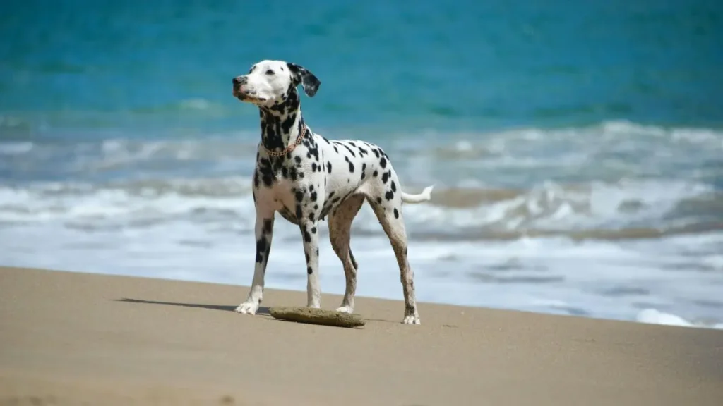 Dalmata raca