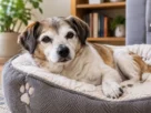 Doença Cardíaca em Cães Idosos