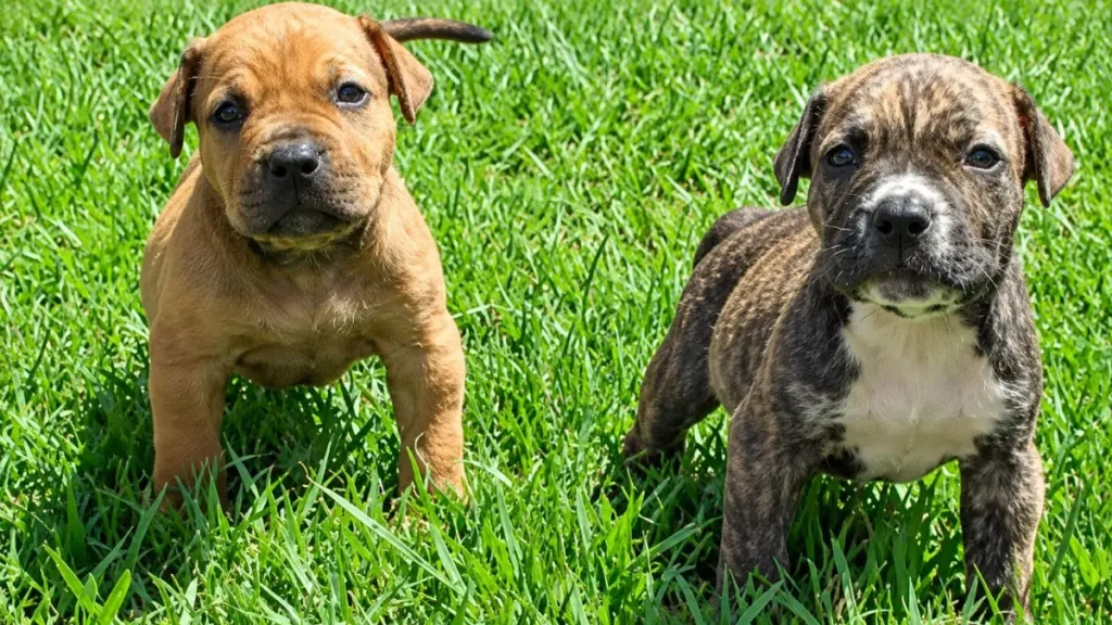 Fila Brasileiro raca 1