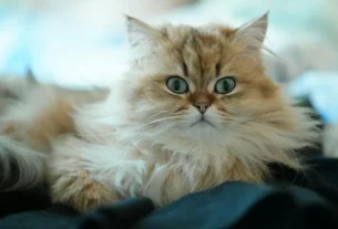 Gato Persa