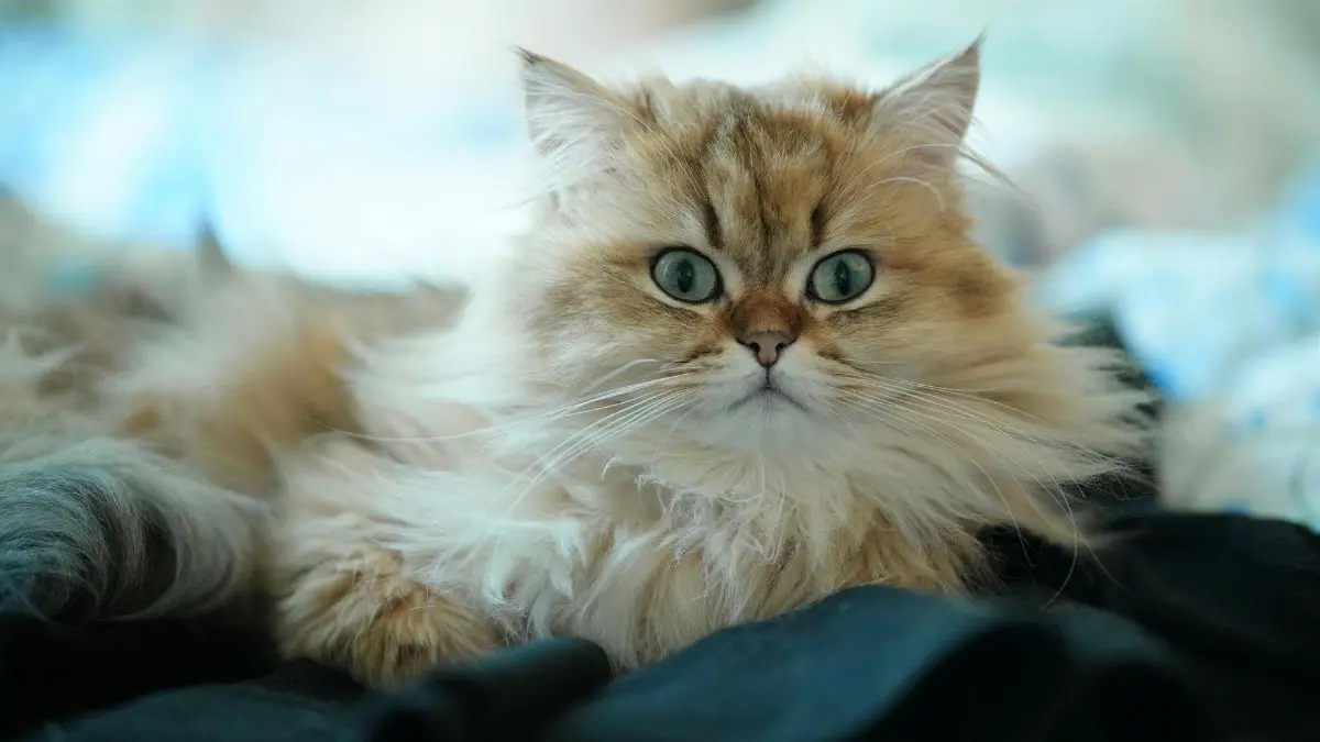 Gato Persa: características, cuidados e saúde 1 Gato Persa
