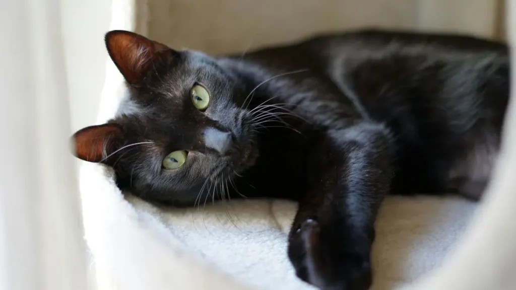 Gravidez e parto felino: sinais, cuidados e quando agir 2 Gravidez felina