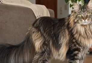 Maine Coon