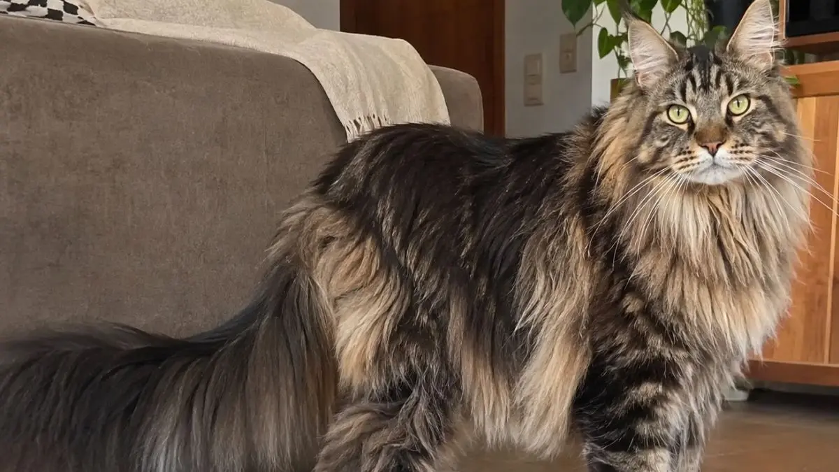 Maine Coon: características, cuidados, preço e saúde 1 Maine Coon