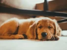 Pancreatite canina