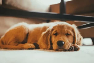 Pancreatite canina