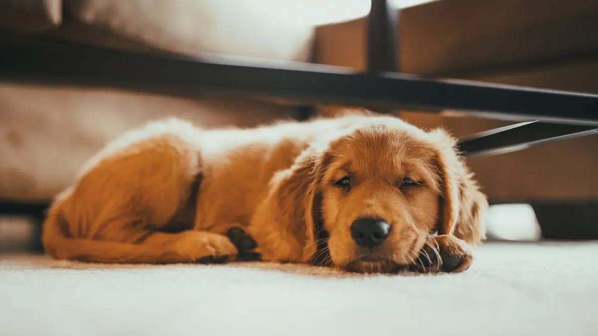 Pancreatite canina: sintomas, causas, diagnóstico e cuidados 1 Pancreatite canina