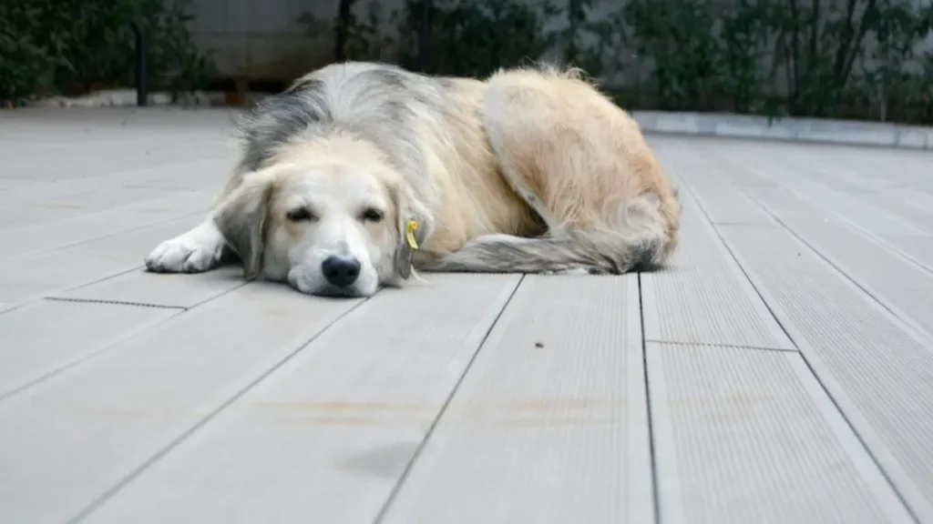 Pancreatite canina: sintomas, causas, diagnóstico e cuidados 2 Pancreatite em caes
