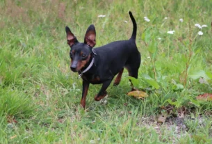 Pinscher