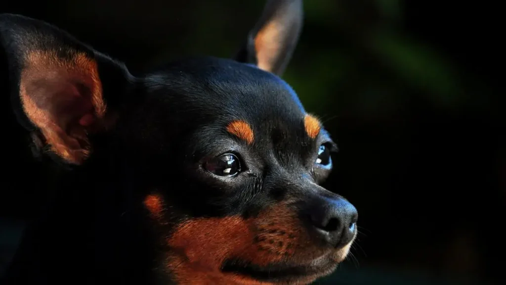 Pinscher: O Que Saber Antes de Ter um Cachorro da Raça 2 Pinscher raca