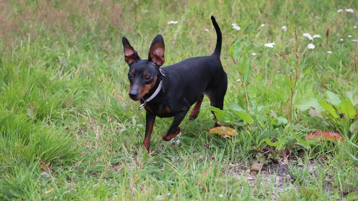 Pinscher: O Que Saber Antes de Ter um Cachorro da Raça 1 Pinscher