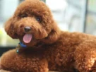 Poodle