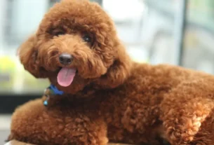 Poodle