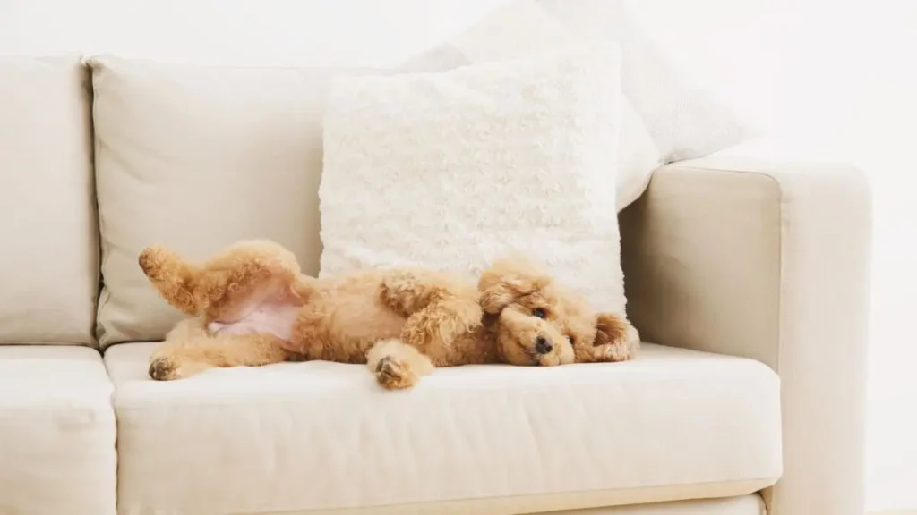 Poodle raca