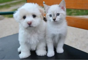Quanto custa ter um cachorro ou gato