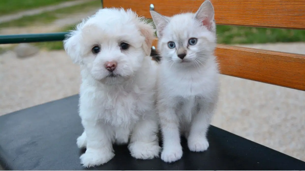 Quanto custa ter um cachorro ou gato em 2026? 1 Quanto custa ter um cachorro ou gato