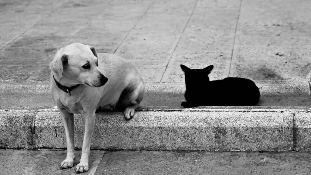 Quanto custa ter um cachorro ou gato em 2026? 2 Quanto custa ter um cao ou gato 1