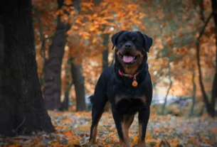 Rottweiler