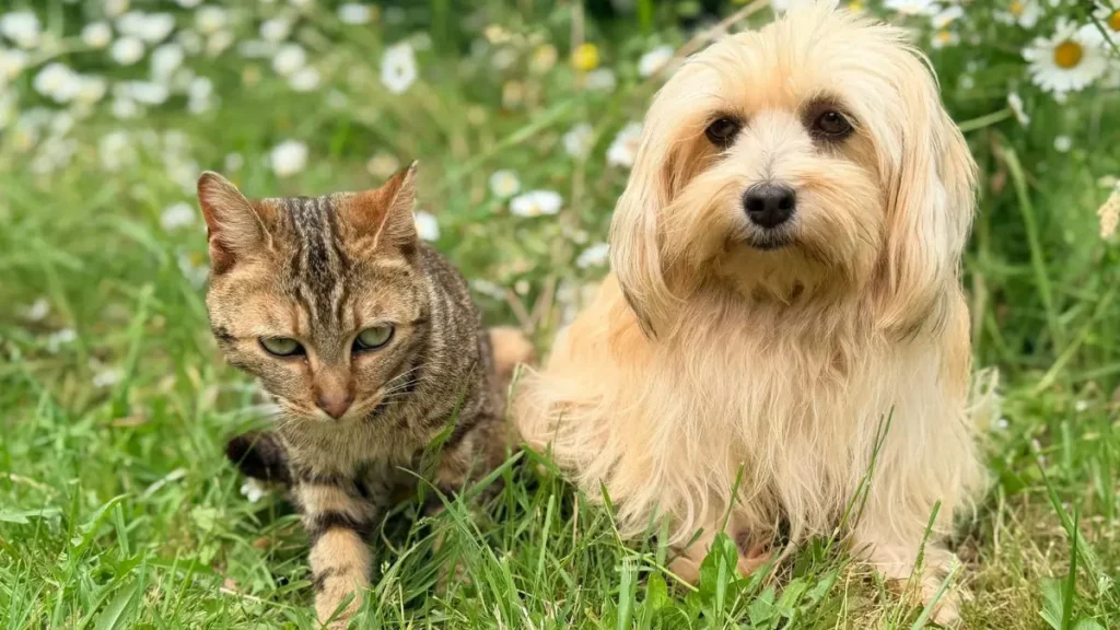 Royal Canin vs Premier Pet